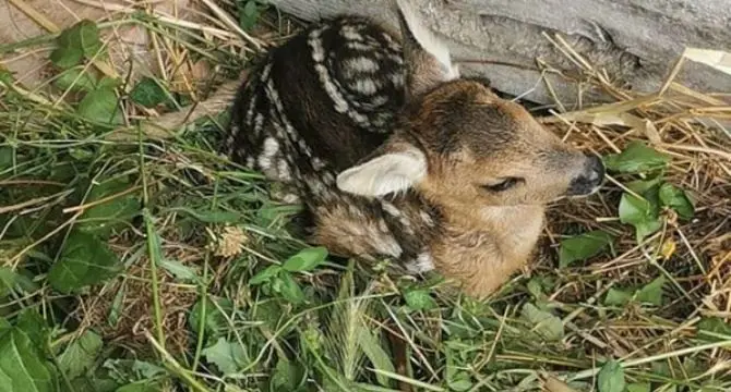 Cucciolo di capriolo investito da un trattore nel Pollino: salvato e curato