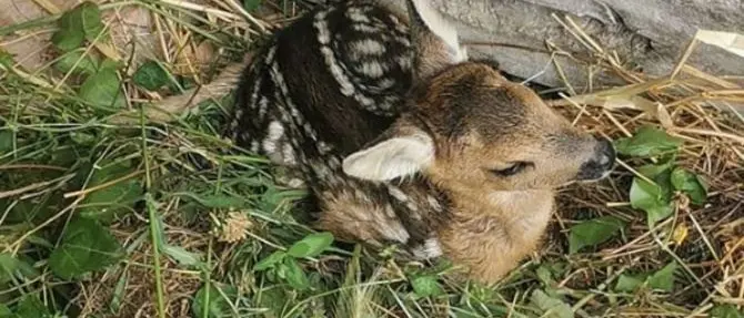 Cucciolo di capriolo investito da un trattore nel Pollino: salvato e curato