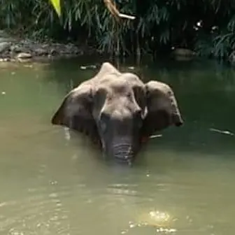 Elefante incinta uccisa da un ananas piena di petardi, choc in India