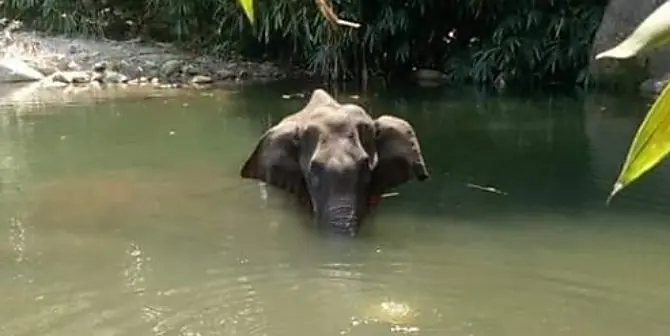 Elefante incinta uccisa da un ananas piena di petardi, choc in India