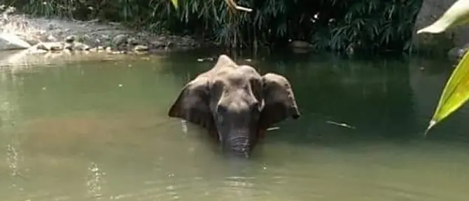 Elefante incinta uccisa da un ananas piena di petardi, choc in India