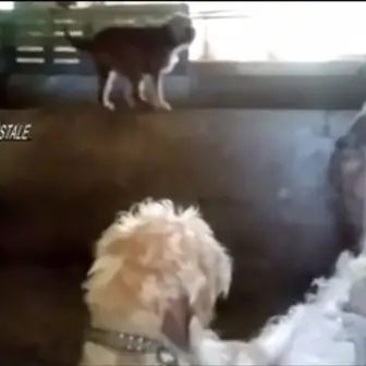 Blitz in un canile lager a Catanzaro, i carabinieri salvano 66 cani VIDEO