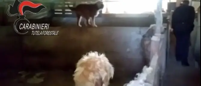 Blitz in un canile lager a Catanzaro, i carabinieri salvano 66 cani VIDEO