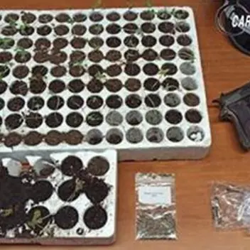 Pistola, munizioni e piantine di marijuana: un arresto nel Vibonese