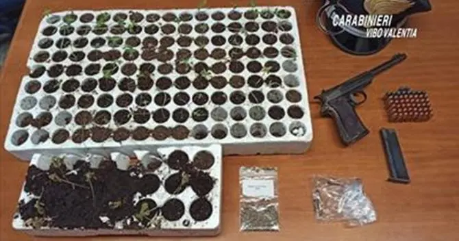 Pistola, munizioni e piantine di marijuana: un arresto nel Vibonese