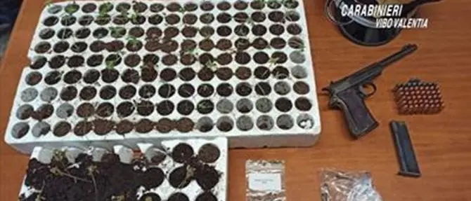 Pistola, munizioni e piantine di marijuana: un arresto nel Vibonese