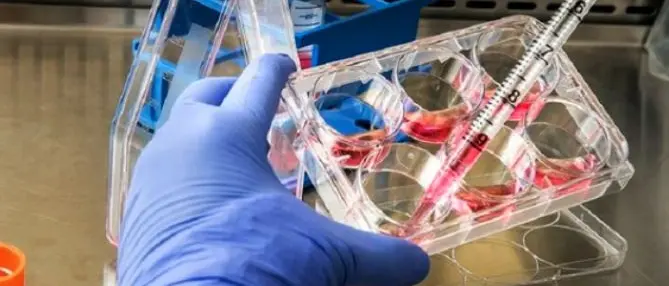 Coronavirus, il Brasile studia un vaccino spray. Entro tre mesi i primi test su animali