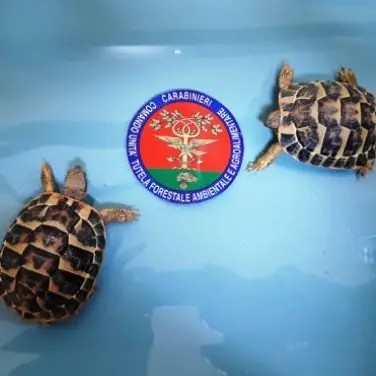 Vibo, vendono tartarughe in via d’estinzione e finiscono nei guai