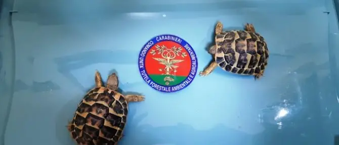 Vibo, vendono tartarughe in via d’estinzione e finiscono nei guai