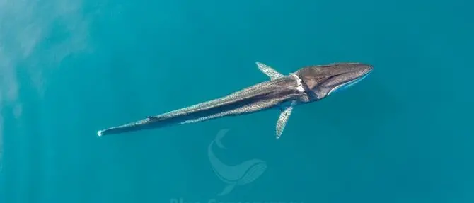 Avvistata balenottera al largo di Brancaleone, è ferita e in difficoltà: foto