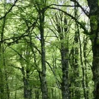 Regione Calabria, in arrivo 14 milioni per la valorizzazione delle foreste