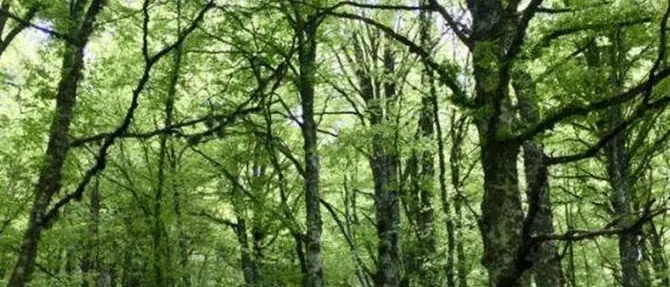 Regione Calabria, in arrivo 14 milioni per la valorizzazione delle foreste