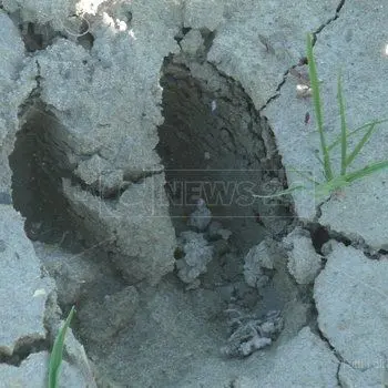 È già emergenza cinghiali nel Lametino, inizia la conta dei danni