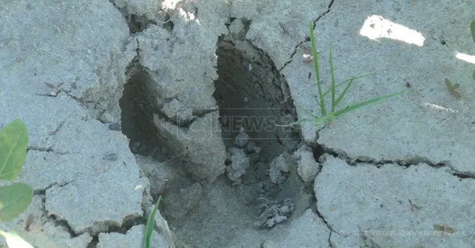 È già emergenza cinghiali nel Lametino, inizia la conta dei danni