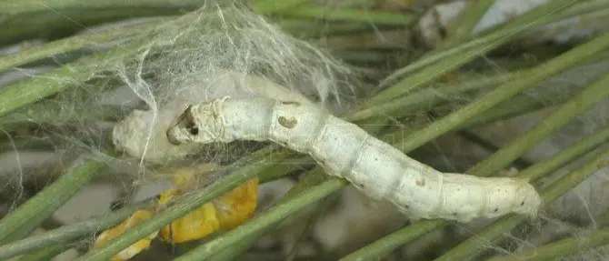 Fase 3 Calabria: bachi da seta allevati grazie a un kit a domicilio, così San Floro combatte la crisi