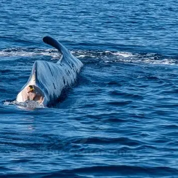 Codamozza, la balena da 15 anni senza coda che vaga sola nel Mediterraneo
