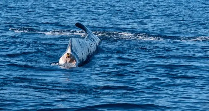 Codamozza, la balena da 15 anni senza coda che vaga sola nel Mediterraneo