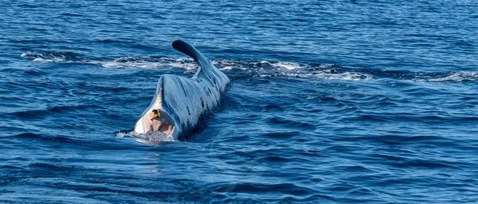 Codamozza, la balena da 15 anni senza coda che vaga sola nel Mediterraneo