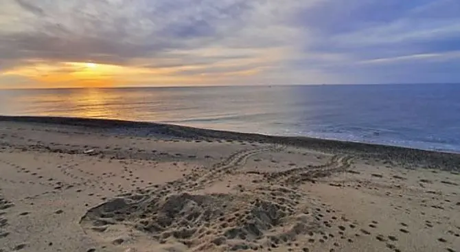 Calabria, il primo nido di tartaruga caretta caretta scoperto a Brancaleone