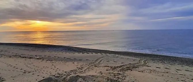 Calabria, il primo nido di tartaruga caretta caretta scoperto a Brancaleone