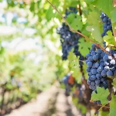 Vino, oltre 1 milione di euro per le aziende che riducono le produzioni