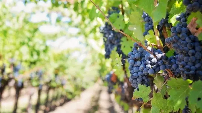 Vino, oltre 1 milione di euro per le aziende che riducono le produzioni