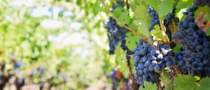 Vino, oltre 1 milione di euro per le aziende che riducono le produzioni