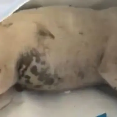 Vibo Marina, cagnolini morti abbandonati nelle buste sulla spiaggia: video