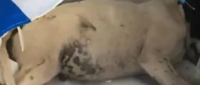 Vibo Marina, cagnolini morti abbandonati nelle buste sulla spiaggia: video