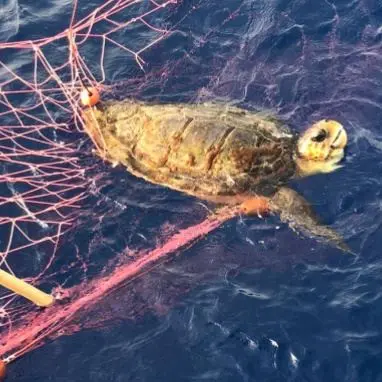 Bagnara, sequestrata una rete da pesca illegale: libere una tartaruga e una manta