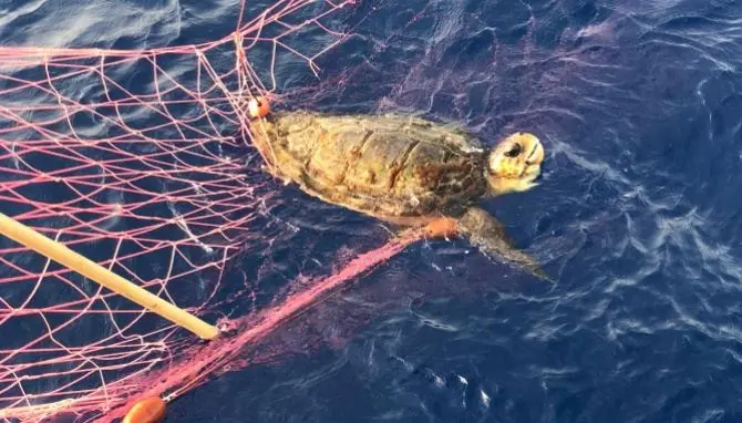 Bagnara, sequestrata una rete da pesca illegale: libere una tartaruga e una manta