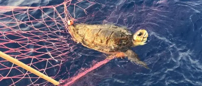 Bagnara, sequestrata una rete da pesca illegale: libere una tartaruga e una manta
