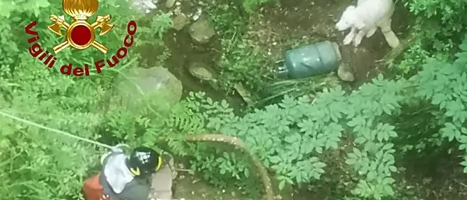 Cucciolo di cane cade in un burrone nel Catanzarese, salvato dai vigili del fuoco