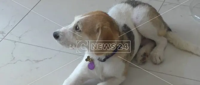 Praia a Mare, salvano i cani ma non possono darli in adozione: «L'Asp ci ostacola»