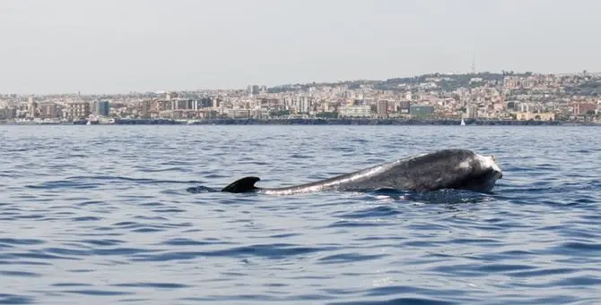 Codamozza è arrivata in Liguria, i ricercatori: «Lasciamola tranquilla»