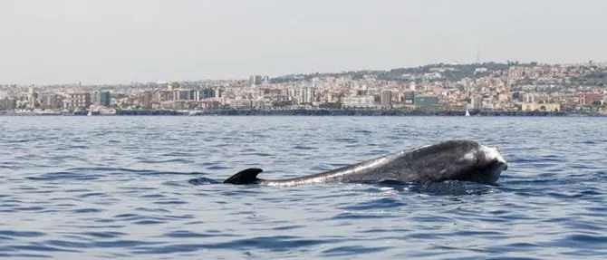 Codamozza è arrivata in Liguria, i ricercatori: «Lasciamola tranquilla»