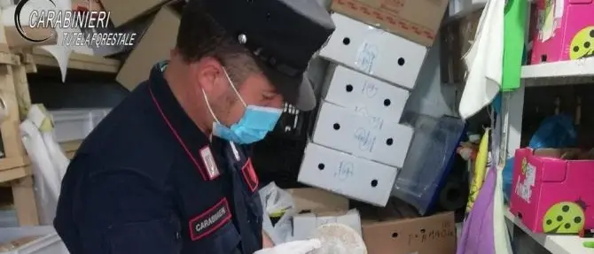 Acri, sequestrato un caseificio abusivo: multa da 6500 euro