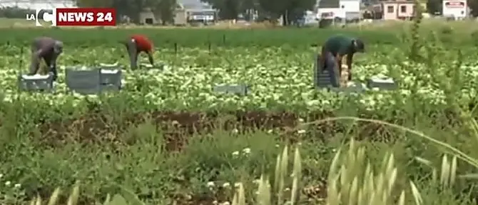 L'inferno dei braccianti di Amantea: «Insulti e minacce, trattati come animali»