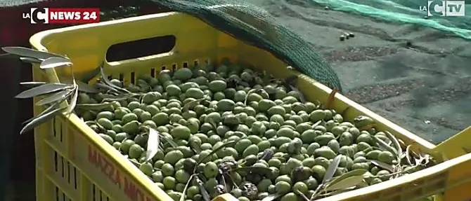 Agricoltura, dalla Regione 29 milioni di euro per gli imprenditori calabresi