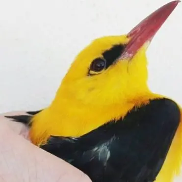 Rigogolo ferito viene salvato da un giovane nelle campagne vibonesi