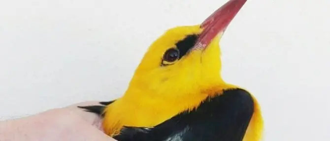 Rigogolo ferito viene salvato da un giovane nelle campagne vibonesi