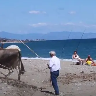 Nessuno pulisce la spiaggia, nel Cosentino ci pensano i buoi: il video