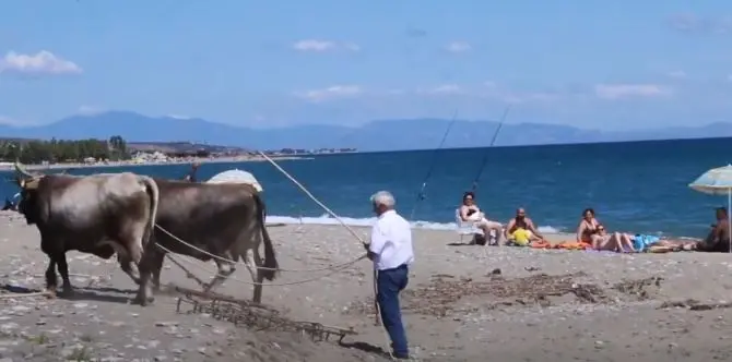 Nessuno pulisce la spiaggia, nel Cosentino ci pensano i buoi: il video