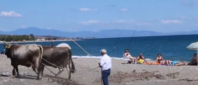 Nessuno pulisce la spiaggia, nel Cosentino ci pensano i buoi: il video