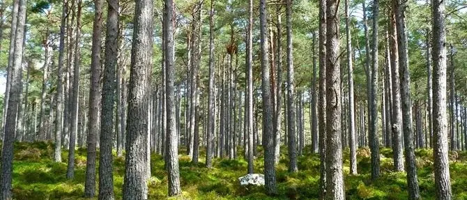 Dalla Regione Calabria 23 milioni per forestazione e prevenzione incendi