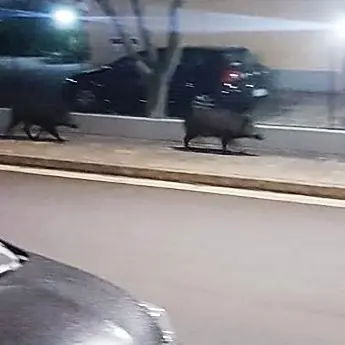 Cinghiali a spasso per le vie di Montepaone, abbattuti dai selettori