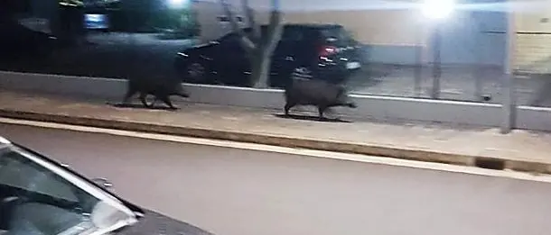 Cinghiali a spasso per le vie di Montepaone, abbattuti dai selettori