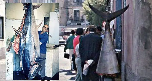 “U tunnu è com’u porcu…”, e le acque di Pizzo si tingevano di rosso sangue