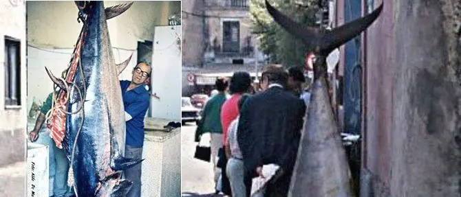 “U tunnu è com’u porcu…”, e le acque di Pizzo si tingevano di rosso sangue