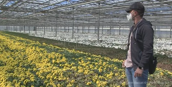 Miliardi di fiori e piante al macero, per il settore è crisi senza precedenti